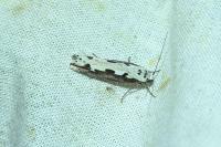 Ethmia bipunctella