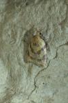 Sparganothis pilleriana