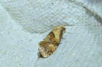 Cochylidia rupicola