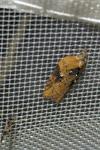 Acleris hastiana