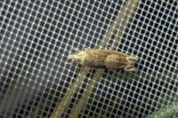 Eucosma