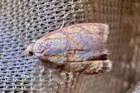 Acleris bergmanniana