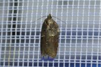 Acleris hastiana