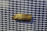 Acleris hastiana