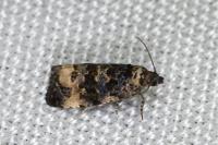 Endothenia gr. gentianaeana