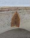 Clepsis consimilana