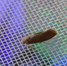 Crassa unitella