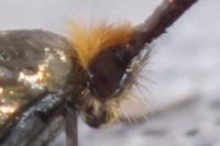 Nemophora cupriacella
