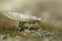 Argyresthia retinella