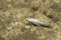 Coleophora