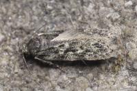 Gelechia muscosella