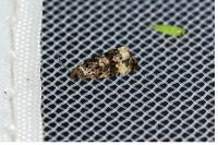 Endothenia