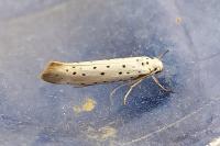 Yponomeuta padella