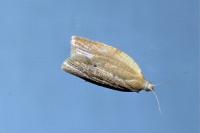Clepsis consimilana