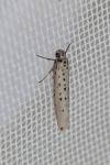 Yponomeuta sedella