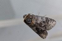 Cossus cossus
