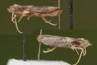 Oxypteryx atrella