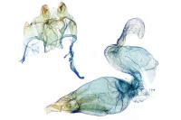 Oxypteryx atrella
