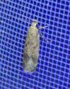 Pexicopia malvella