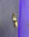 Enolmis acanthella