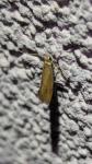 Crassa unitella
