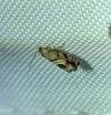 Cydia interscindana