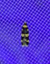 Oegoconia