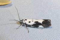 Ethmia quadrillella