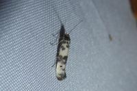 Enolmis acanthella