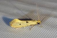 Tinea trinotella