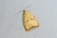 Acleris forsskaleana