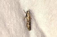 Carpatolechia decorella