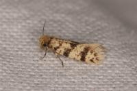Eumasia parietariella