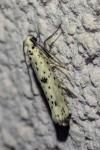 Yponomeuta plumbella