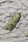 Symmoca signatella