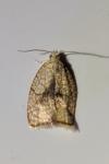 Acleris forsskaleana