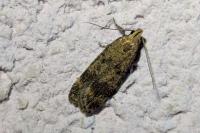Pexicopia malvella