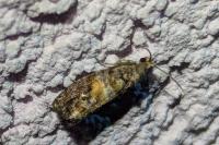 Cymolomia hartigiana