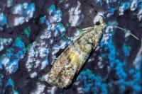 Cymolomia hartigiana