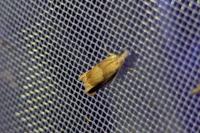 Eucosma