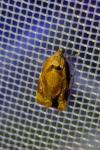 Ditula angustiorana