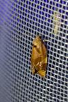 Ditula angustiorana