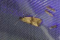 Celypha striana