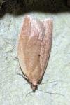 Clepsis consimilana