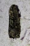 Grapholita molesta