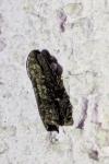 Grapholita molesta