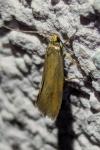 Crassa unitella