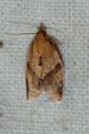 Clepsis consimilana