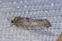 Paraswammerdamia nebulella