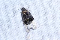 Apotomis betuletana